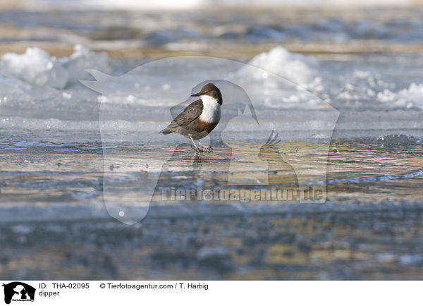 dipper / THA-02095