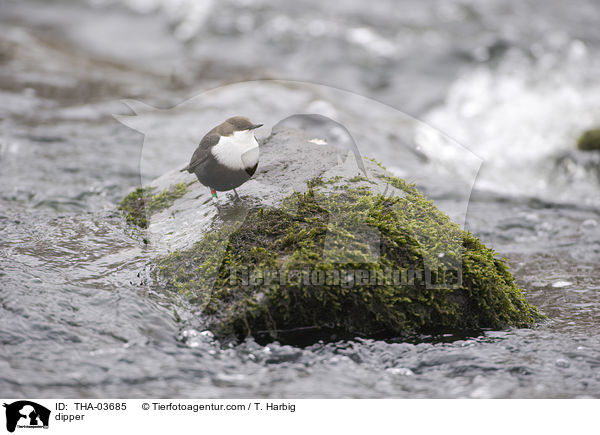 Wasseramsel / dipper / THA-03685