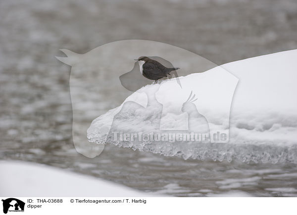 dipper / THA-03688