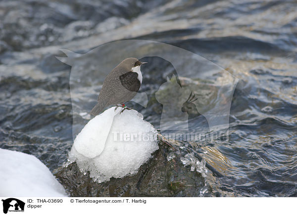 dipper / THA-03690