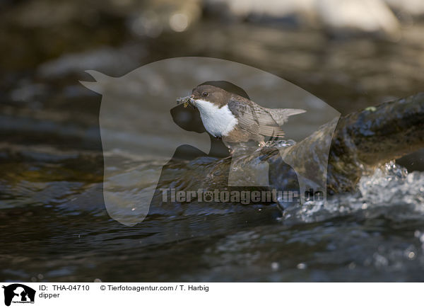 Wasseramsel / dipper / THA-04710
