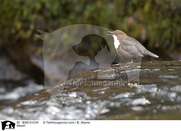 dipper / BSK-01234