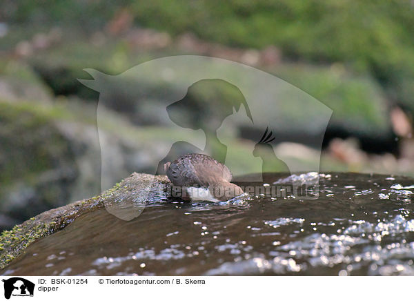 Wasseramsel / dipper / BSK-01254