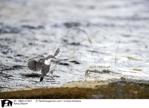 fliegende Wasseramsel / flying Dipper / MBS-21627