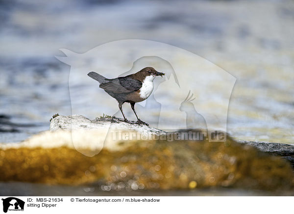 sitting Dipper / MBS-21634