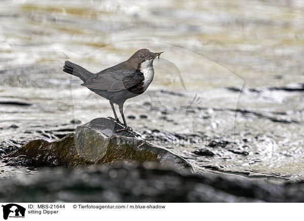 sitting Dipper / MBS-21644