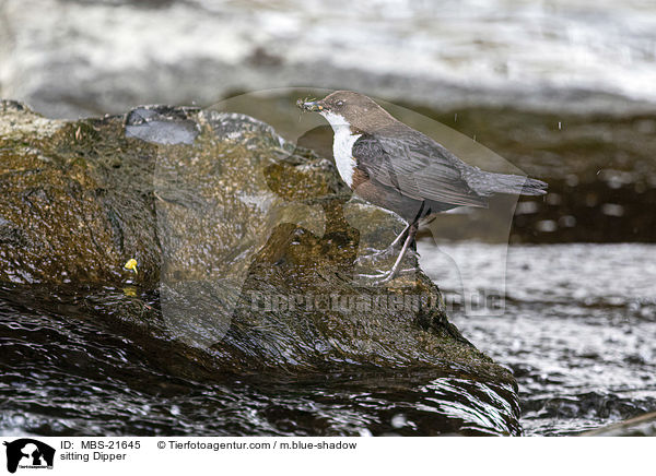 sitting Dipper / MBS-21645