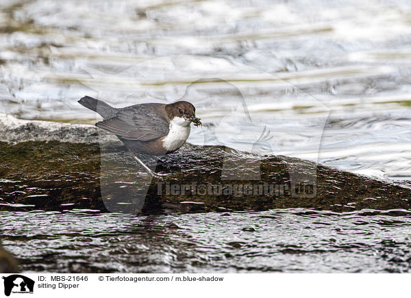 sitting Dipper / MBS-21646