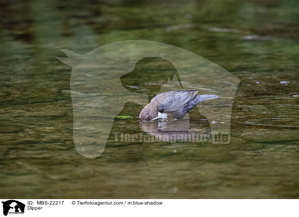 Wasseramsel / Dipper / MBS-22217