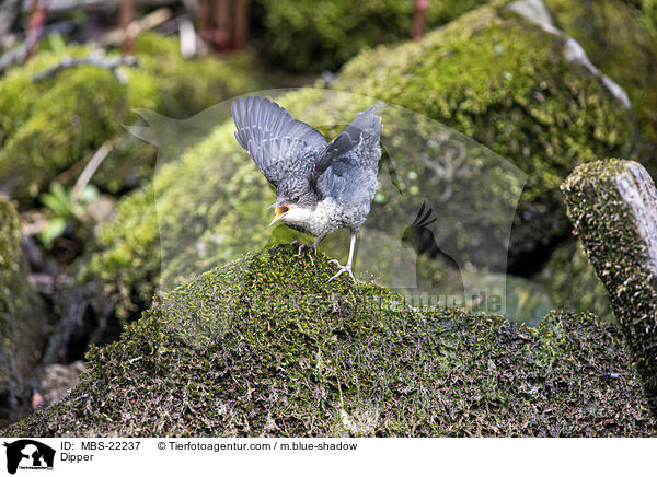 Wasseramsel / Dipper / MBS-22237