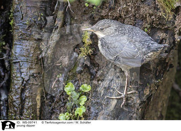 young dipper / WS-09741