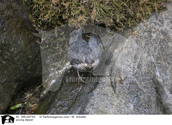 young dipper / WS-09742