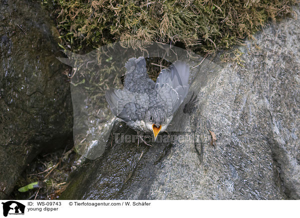young dipper / WS-09743