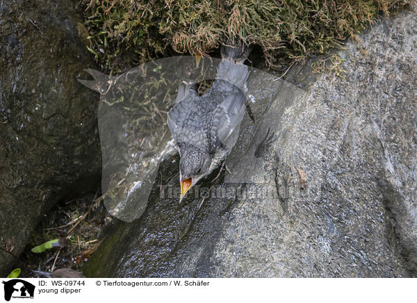 junge Wasseramsel / young dipper / WS-09744