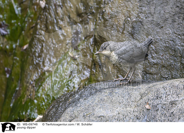 young dipper / WS-09746