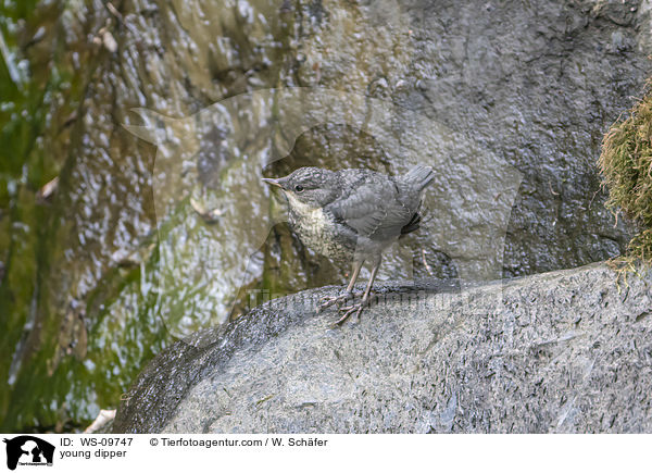 young dipper / WS-09747