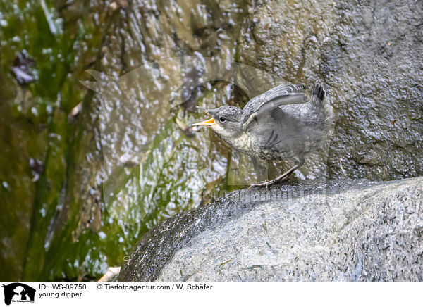 young dipper / WS-09750