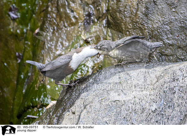 young dipper / WS-09751