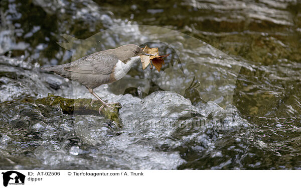 dipper / AT-02506