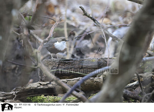 dipper, / FF-15116