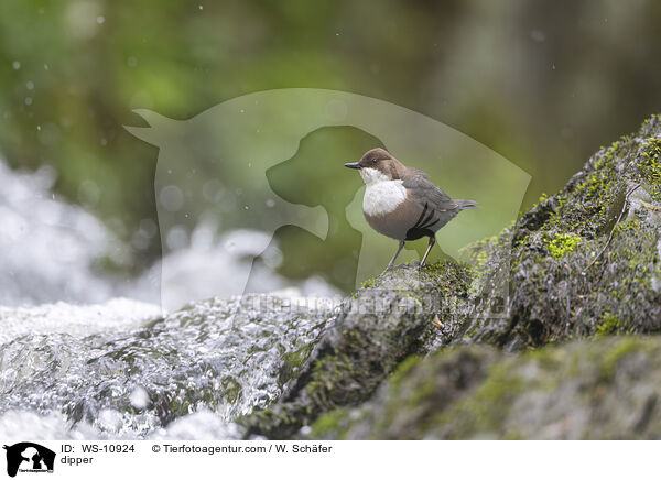 Wasseramsel / dipper / WS-10924