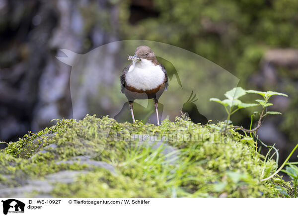 Wasseramsel / dipper / WS-10927