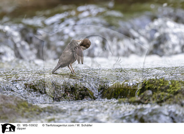 dipper / WS-10932