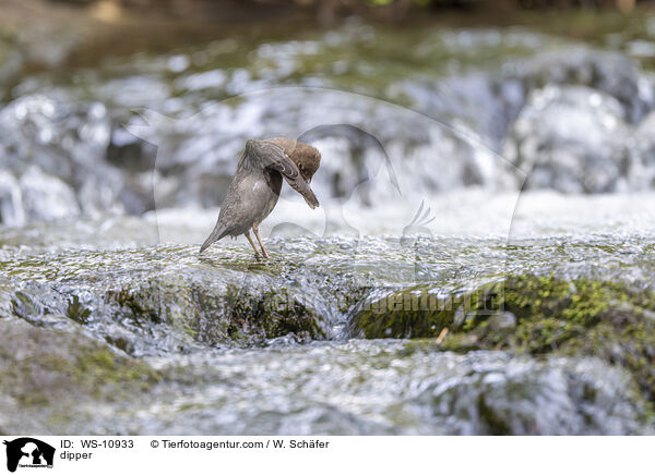 dipper / WS-10933