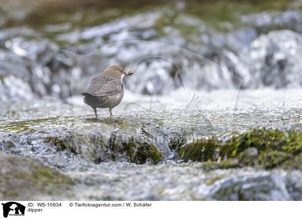 Wasseramsel / dipper / WS-10934