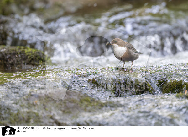 Wasseramsel / dipper / WS-10935