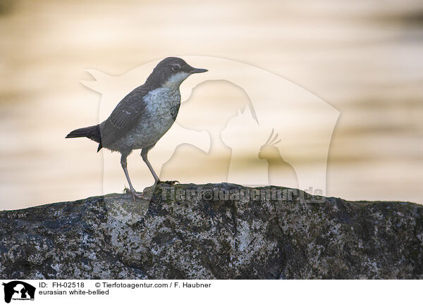 eurasian white-bellied / FH-02518