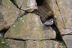 dipper