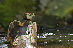 dipper