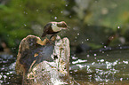 dipper