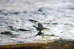 flying Dipper