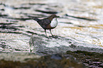 sitting Dipper