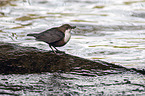 sitting Dipper
