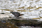 sitting Dipper