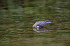 Dipper