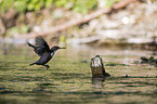 flying Dipper