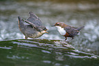 Dippers