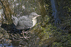 young dipper