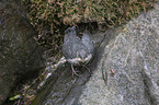 young dipper