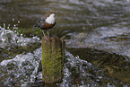 dipper
