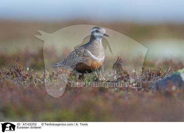 Mornellregenpfeifer / Eurasian dotterel / AT-02252