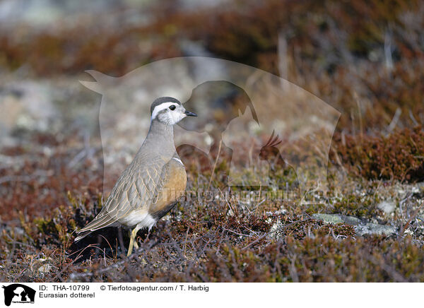Mornellregenpfeifer / Eurasian dotterel / THA-10799