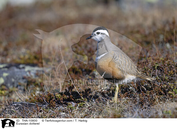 Mornellregenpfeifer / Eurasian dotterel / THA-10800