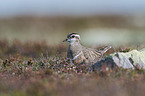 Eurasian dotterel