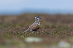 Eurasian dotterel