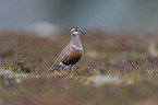 Eurasian dotterel